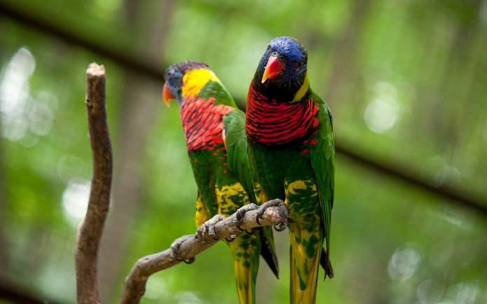 Colorful parrots perched on a branch at Kuala Lumpur Bird Park.