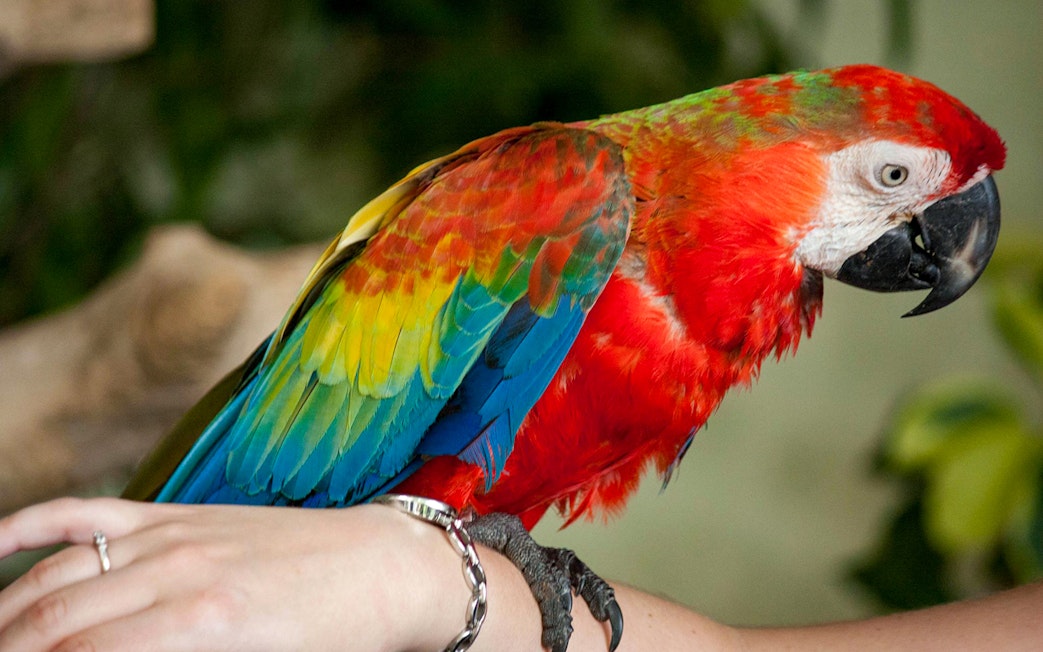 Colorful parrot perched on a visitor's arm at Kuala Lumpur Bird Park.