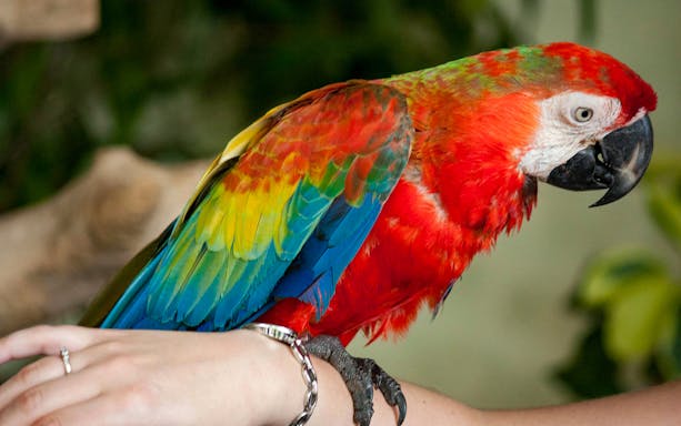 Colorful parrot perched on a visitor's arm at Kuala Lumpur Bird Park.