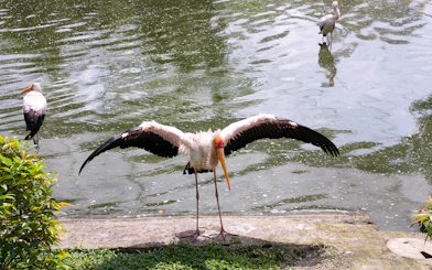 Stork with wings spread by a pond at Kuala Lumpur Bird Park.