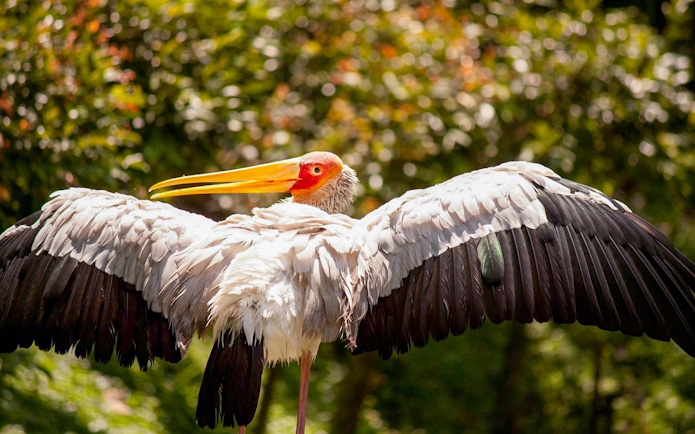 Stork with outstretched wings at Kuala Lumpur Bird Park.