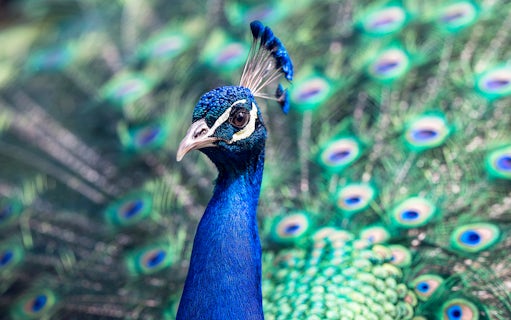 Peacock displaying vibrant feathers at Kuala Lumpur Bird Park.