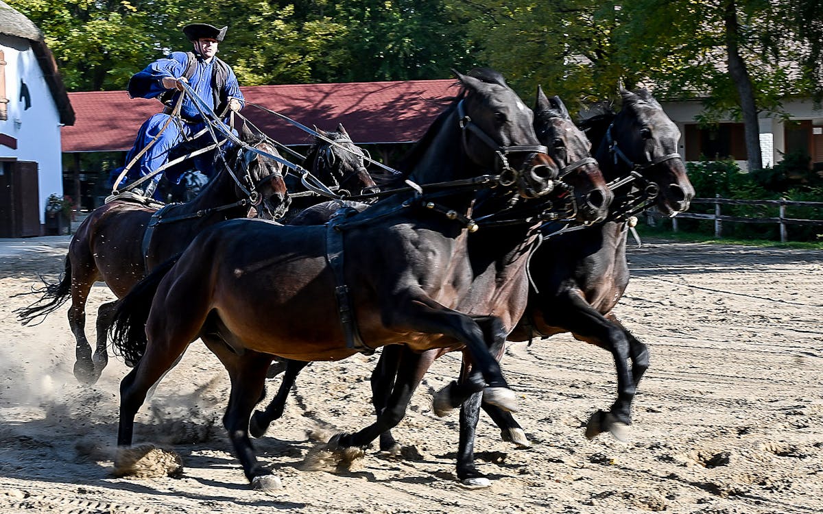 gita di un giorno a kecskemét, nella puszta, da budapest con spettacolo equestre e pranzo-12 gita di un giorno a kecskemét, nella puszta, da budapest con spettacolo equestre e pranzo-12