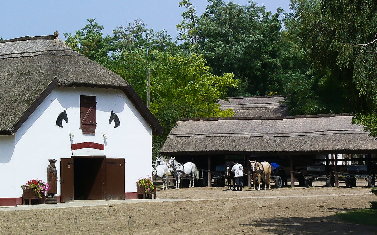 gita di un giorno a kecskemét, nella puszta, da budapest con spettacolo equestre e pranzo-6 gita di un giorno a kecskemét, nella puszta, da budapest con spettacolo equestre e pranzo-6