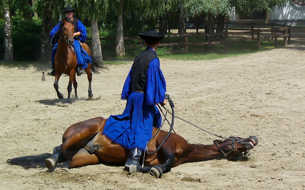 gita di un giorno a kecskemét, nella puszta, da budapest con spettacolo equestre e pranzo-7 gita di un giorno a kecskemét, nella puszta, da budapest con spettacolo equestre e pranzo-7