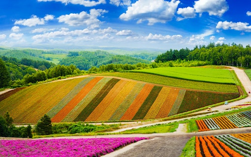 Colorful flower fields in Furano, Hokkaido, with rolling hills and lush greenery.