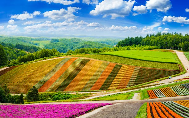 Colorful flower fields in Furano, Hokkaido, with rolling hills and lush greenery.