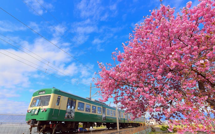 Train on Izuhakone Line passing cherry blossoms under blue sky.