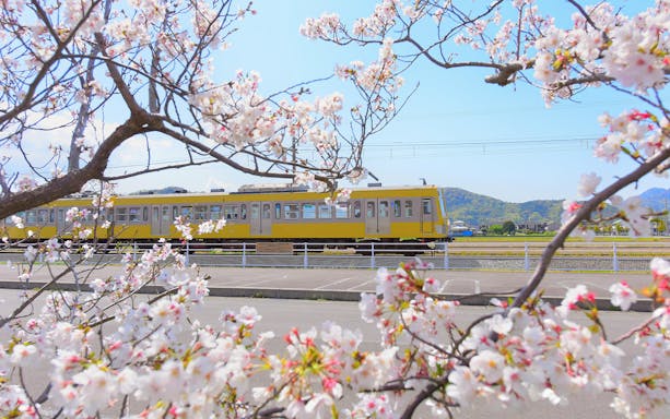 Yellow train on Izuhakone Line passing cherry blossoms in rural Japan.