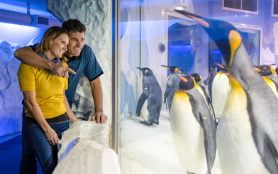 Couple observing penguins at an aquarium on Auckland Explorer Bus tour.