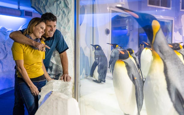 Couple observing penguins at an aquarium on Auckland Explorer Bus tour.