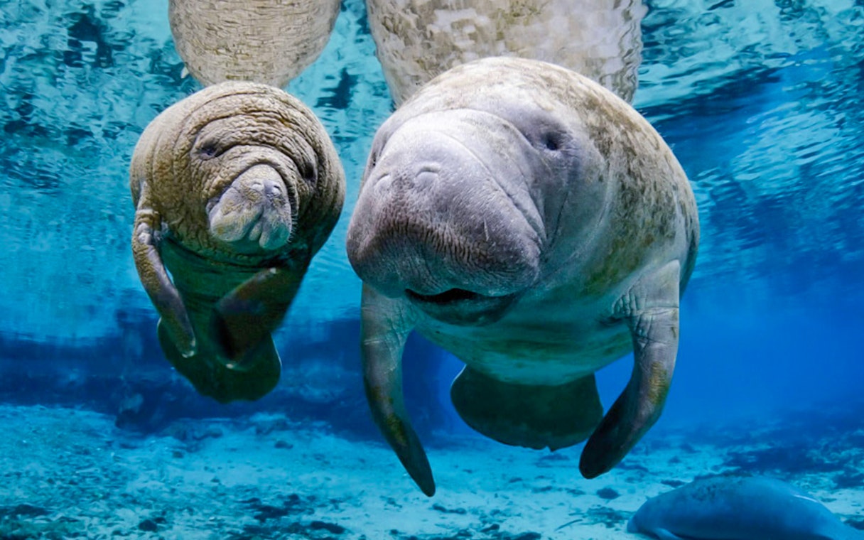 Manatees swimming underwater at Genoa Aquarium.