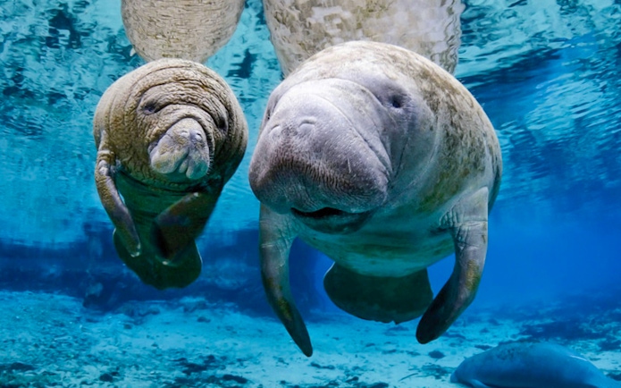 Manatees swimming underwater at Genoa Aquarium.
