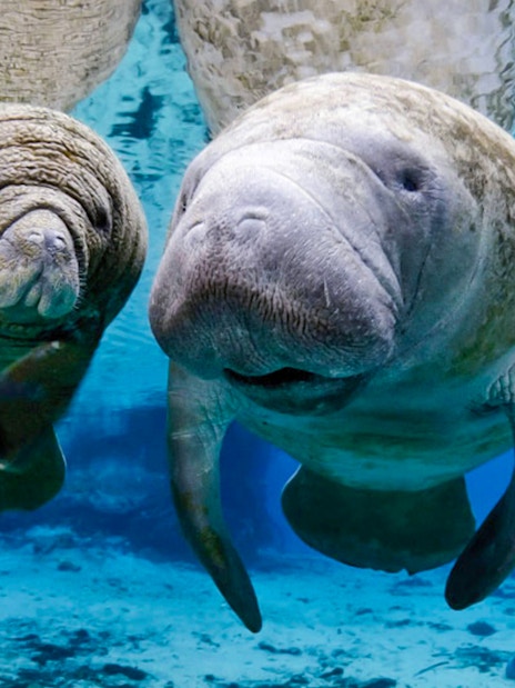 Manatees swimming underwater at Genoa Aquarium.