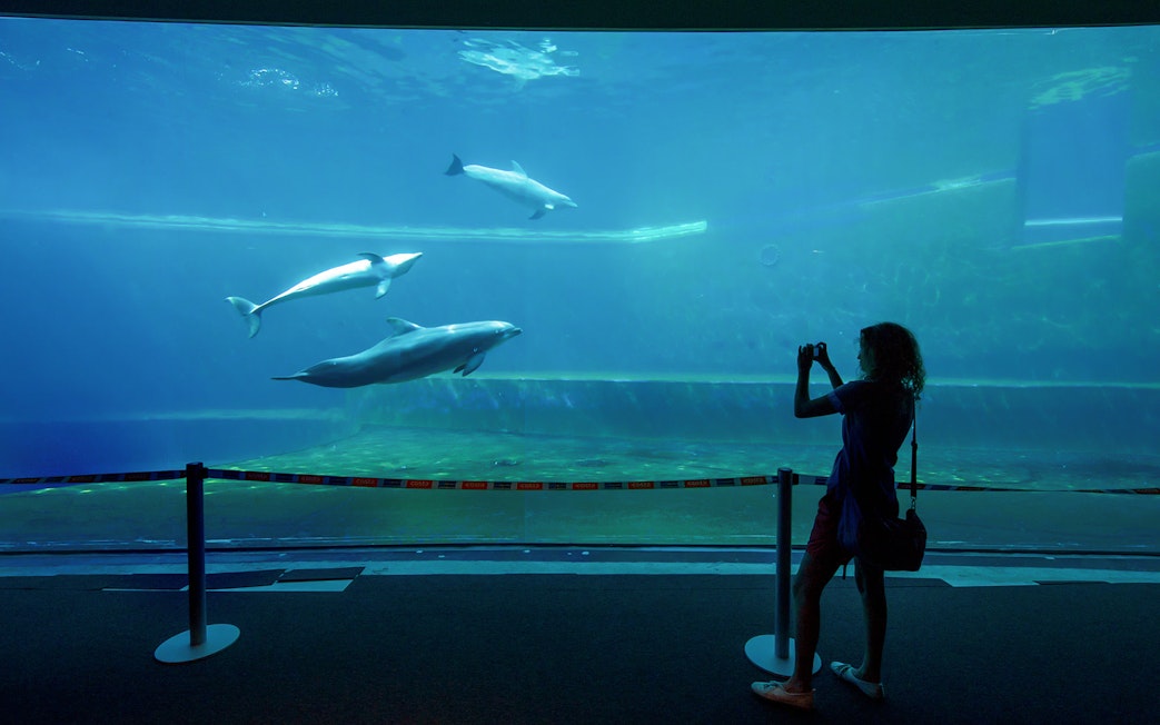 Dolphins swimming in a large tank at Genoa Aquarium with a visitor taking photos.