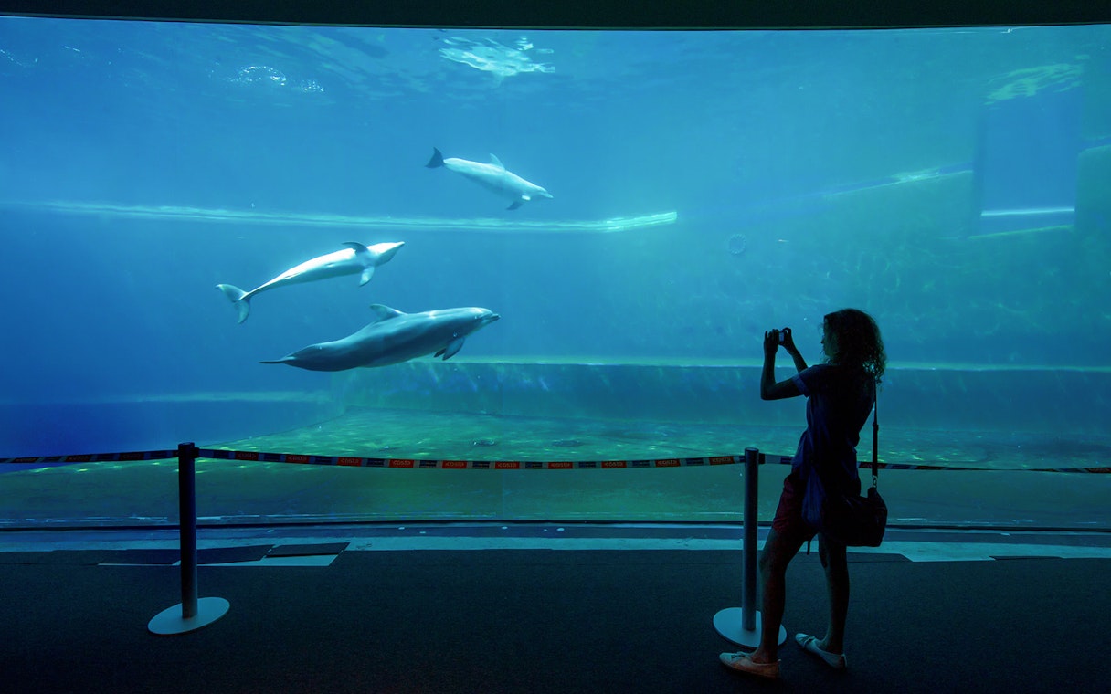 Dolphins swimming in a large tank at Genoa Aquarium with a visitor taking photos.