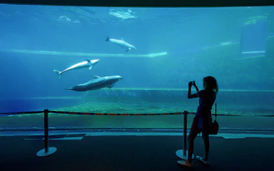 Dolphins swimming in a large tank at Genoa Aquarium with a visitor taking photos.