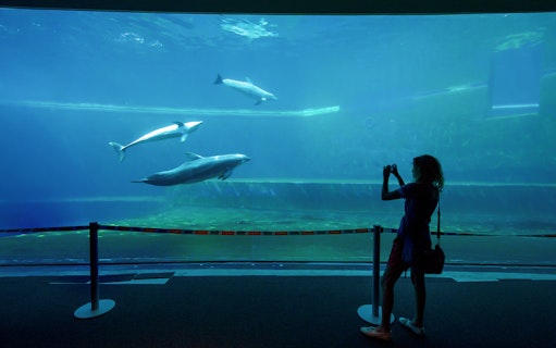 Dolphins swimming in a large tank at Genoa Aquarium with a visitor taking photos.