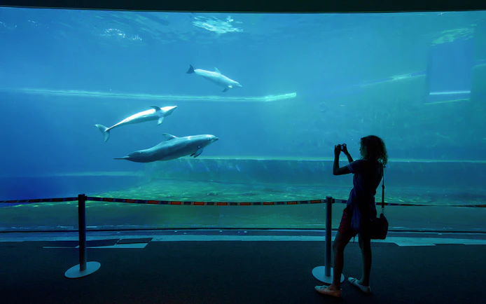 Dolphins swimming in a large tank at Genoa Aquarium with a visitor taking photos.