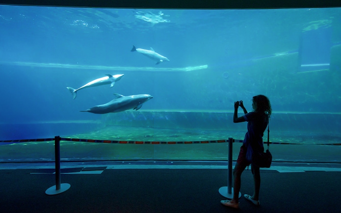 Dolphins swimming in a large tank at Genoa Aquarium with a visitor taking photos.