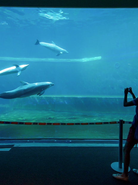 Dolphins swimming in a large tank at Genoa Aquarium with a visitor taking photos.