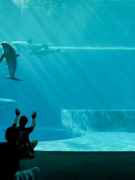 Visitors watching dolphins at Genoa Aquarium, part of the Combo: Genoa Aquarium + Lighthouse tour.