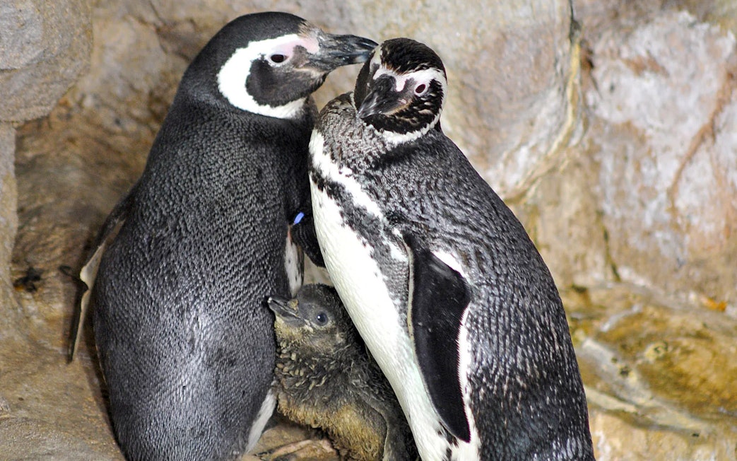 Penguins with chick at Genoa Aquarium exhibit.