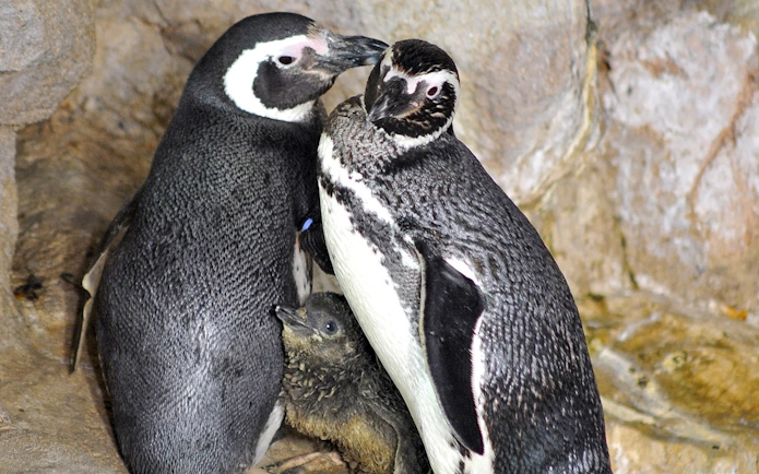 Penguins with chick at Genoa Aquarium exhibit.