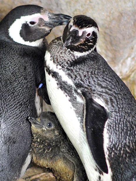 Penguins with chick at Genoa Aquarium exhibit.