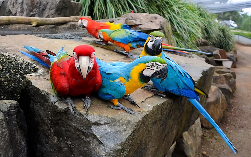 Colorful parrots perched on rocks at Maleny Botanic Gardens and Bird World.