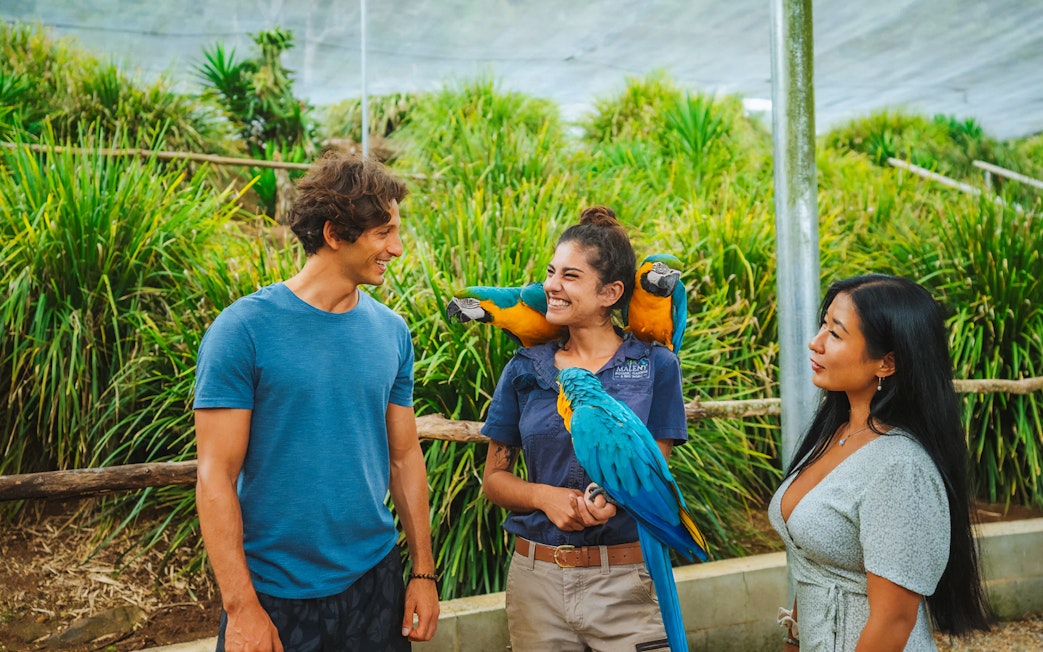 Visitors interacting with colorful parrots at Maleny Botanic Gardens and Bird World.