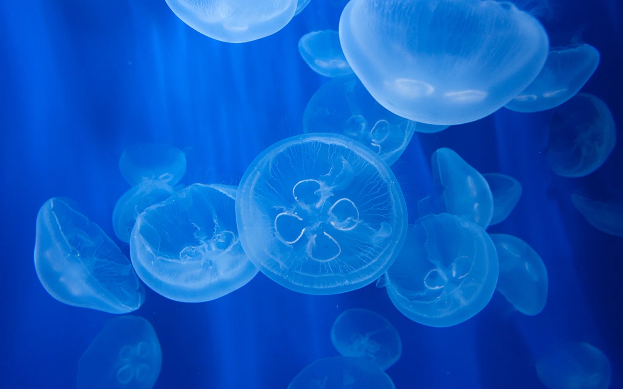 Jellyfish swimming in a blue tank at Genoa Aquarium, Italy.
