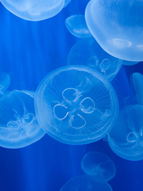 Jellyfish swimming in a blue tank at Genoa Aquarium, Italy.