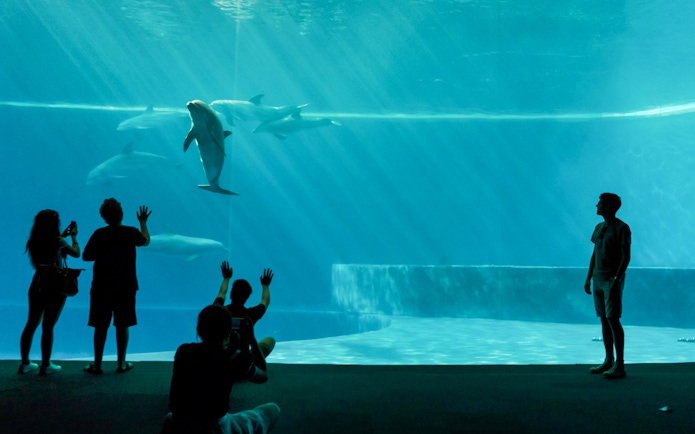 Visitors watching dolphins at Genoa Aquarium, Italy.