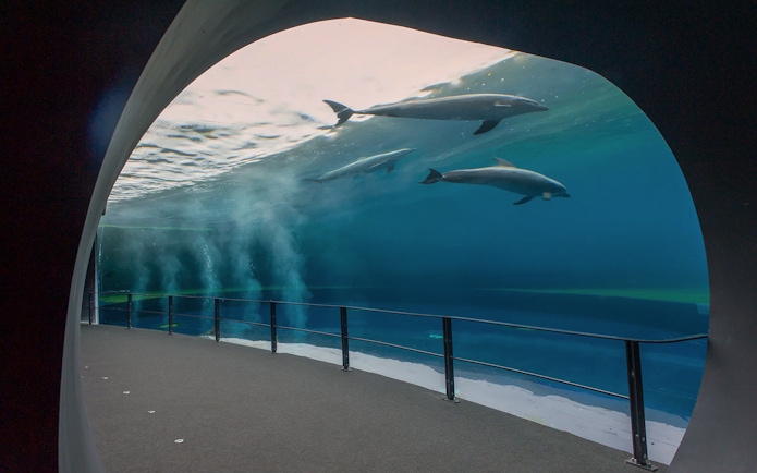 Dolphins swimming in a large tank at Genoa Aquarium, Italy.