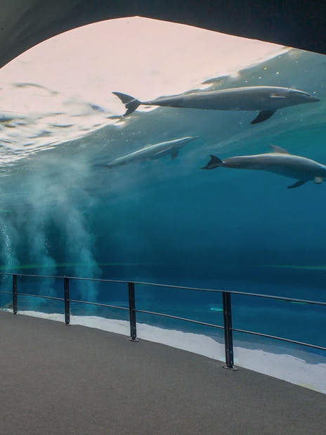 Dolphins swimming in a large tank at Genoa Aquarium, Italy.