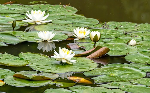 Water lilies on a pond in Hirakata Park, Kyoto Osaka Sightseeing Pass.