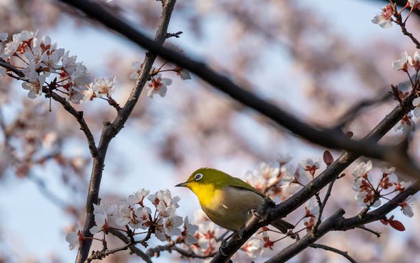 Bird perched on cherry blossom branch in Kyoto, Japan.