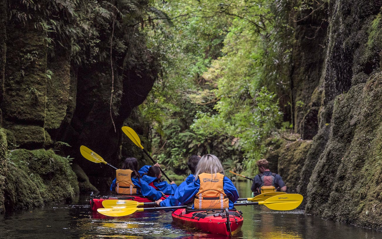 Kayakers paddling through lush greenery on Lake McLaren, Tauranga.