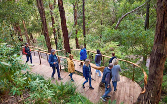 Visitors walking on a wooden path through a lush forest during the Dusk Discovery Tour.