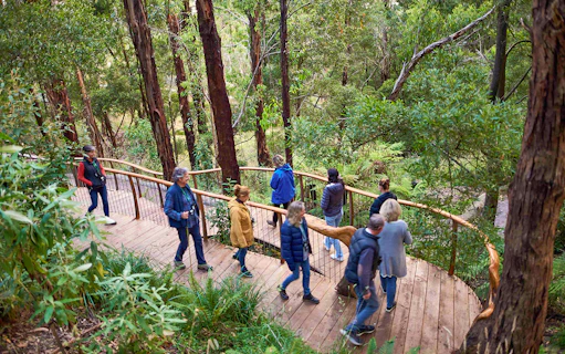 Visitors walking on a wooden path through a lush forest during the Dusk Discovery Tour.