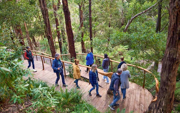 Visitors walking on a wooden path through a lush forest during the Dusk Discovery Tour.