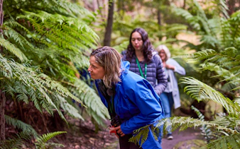 Tour group exploring lush forest during Dusk Discovery Tour.