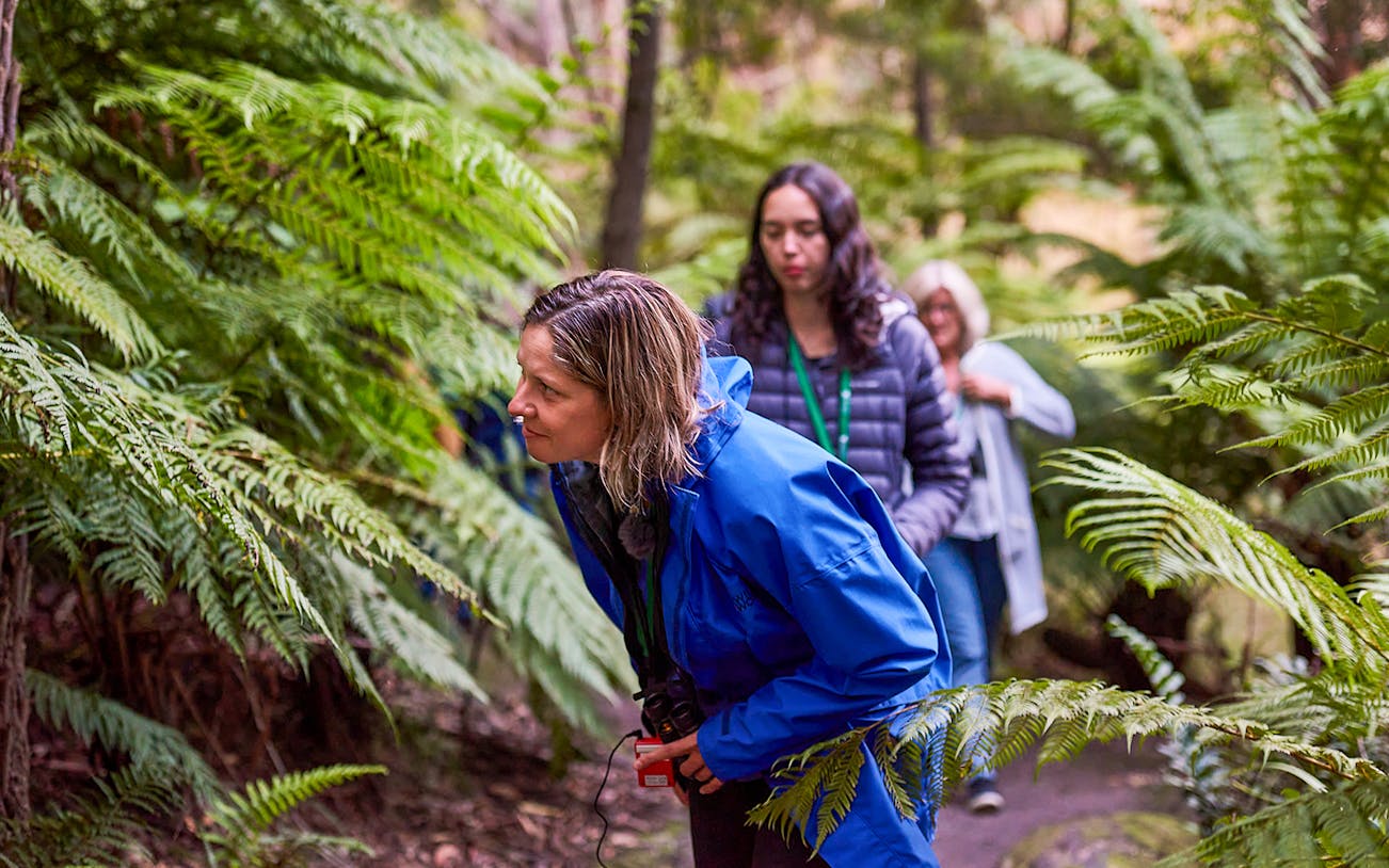 Tour group exploring lush forest during Dusk Discovery Tour.