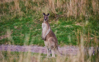 Kangaroo standing in grassy field during Dusk Discovery Tour.