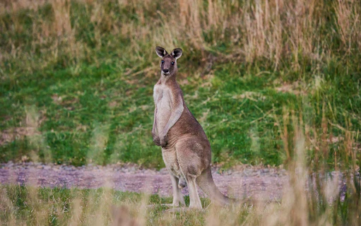 Kangaroo standing in grassy field during Dusk Discovery Tour.