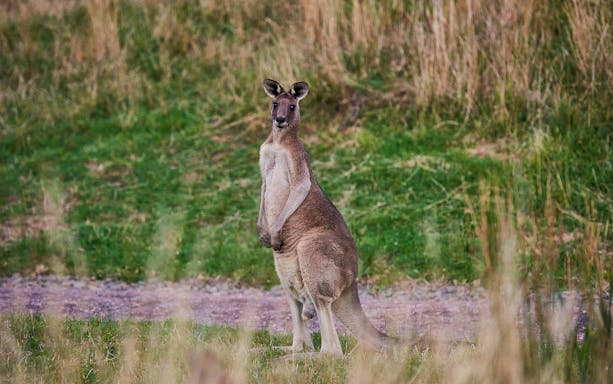 Kangaroo standing in grassy field during Dusk Discovery Tour.