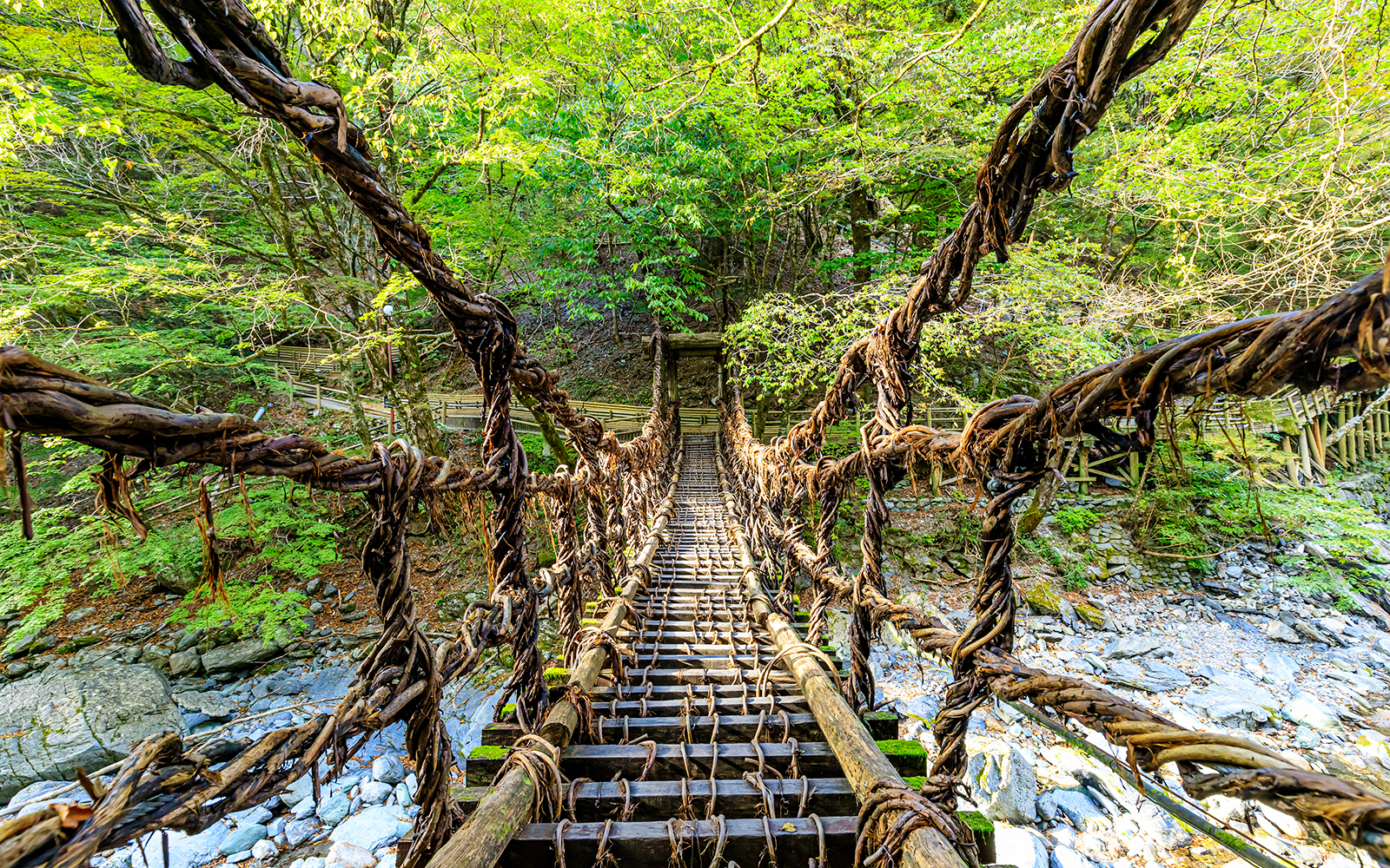 Vine bridge in Iya Valley, Shikoku, Japan, surrounded by lush forest.