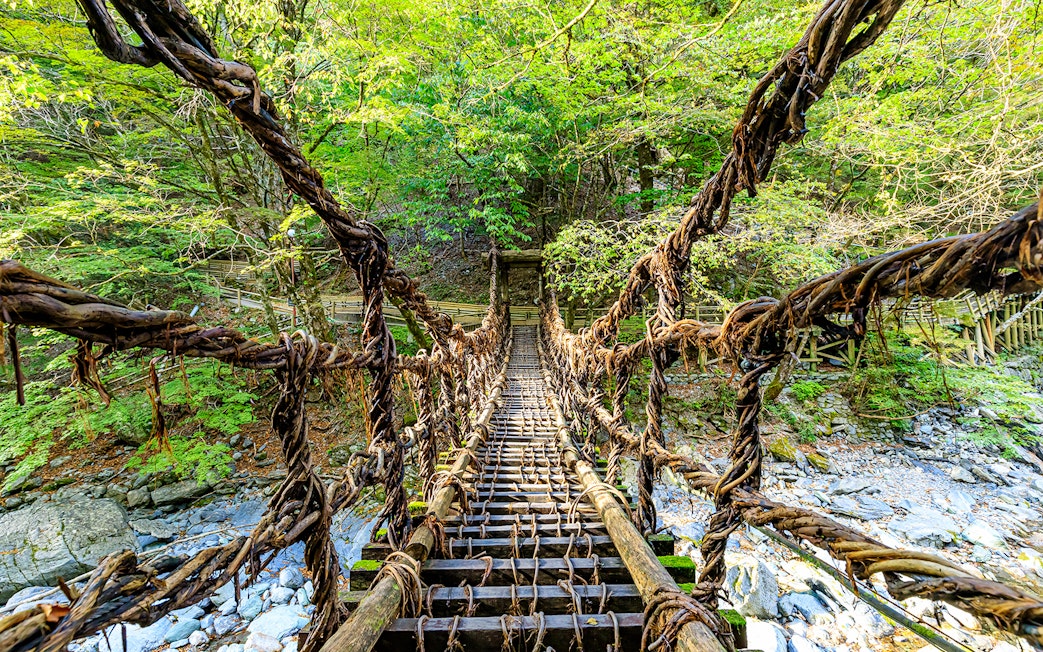 Vine bridge in Iya Valley, Shikoku, Japan, surrounded by lush forest.