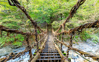 Vine bridge in Iya Valley, Shikoku, Japan, surrounded by lush forest.